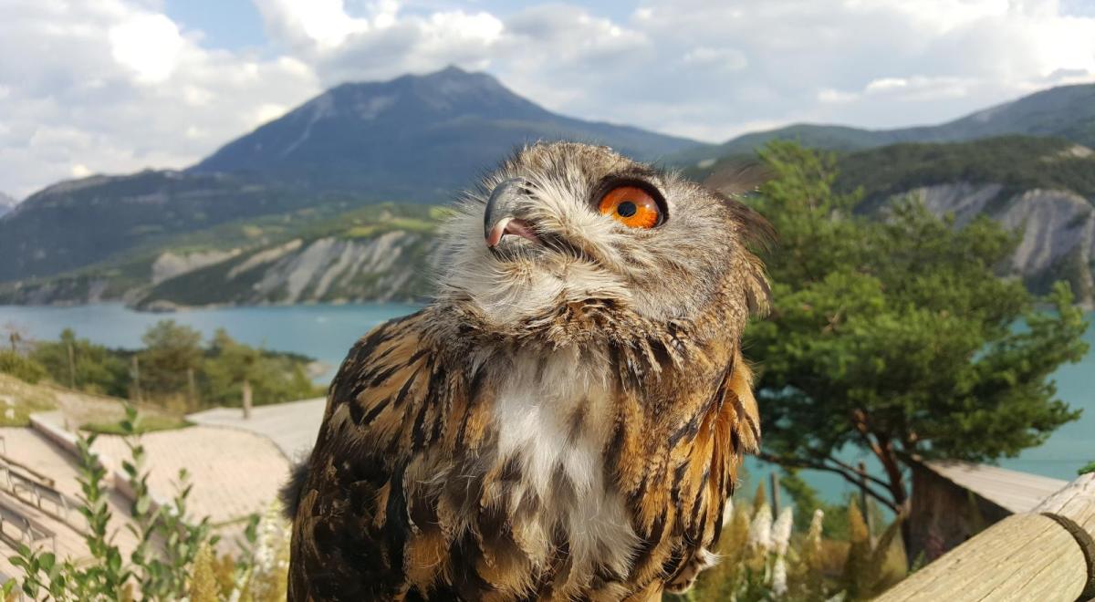 oiseau parc oiseau parc