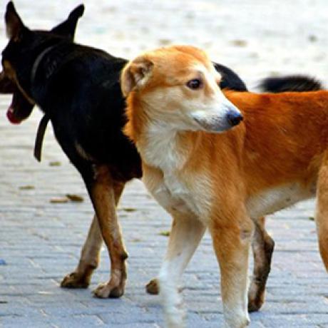 Divagation-chiens Divagation-chiens
